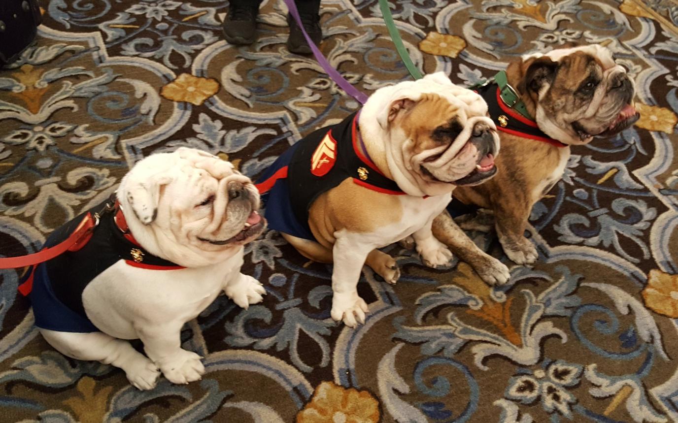 This pet-friendly hotel in San Francisco will have you feeling Bull-ish about your stay!