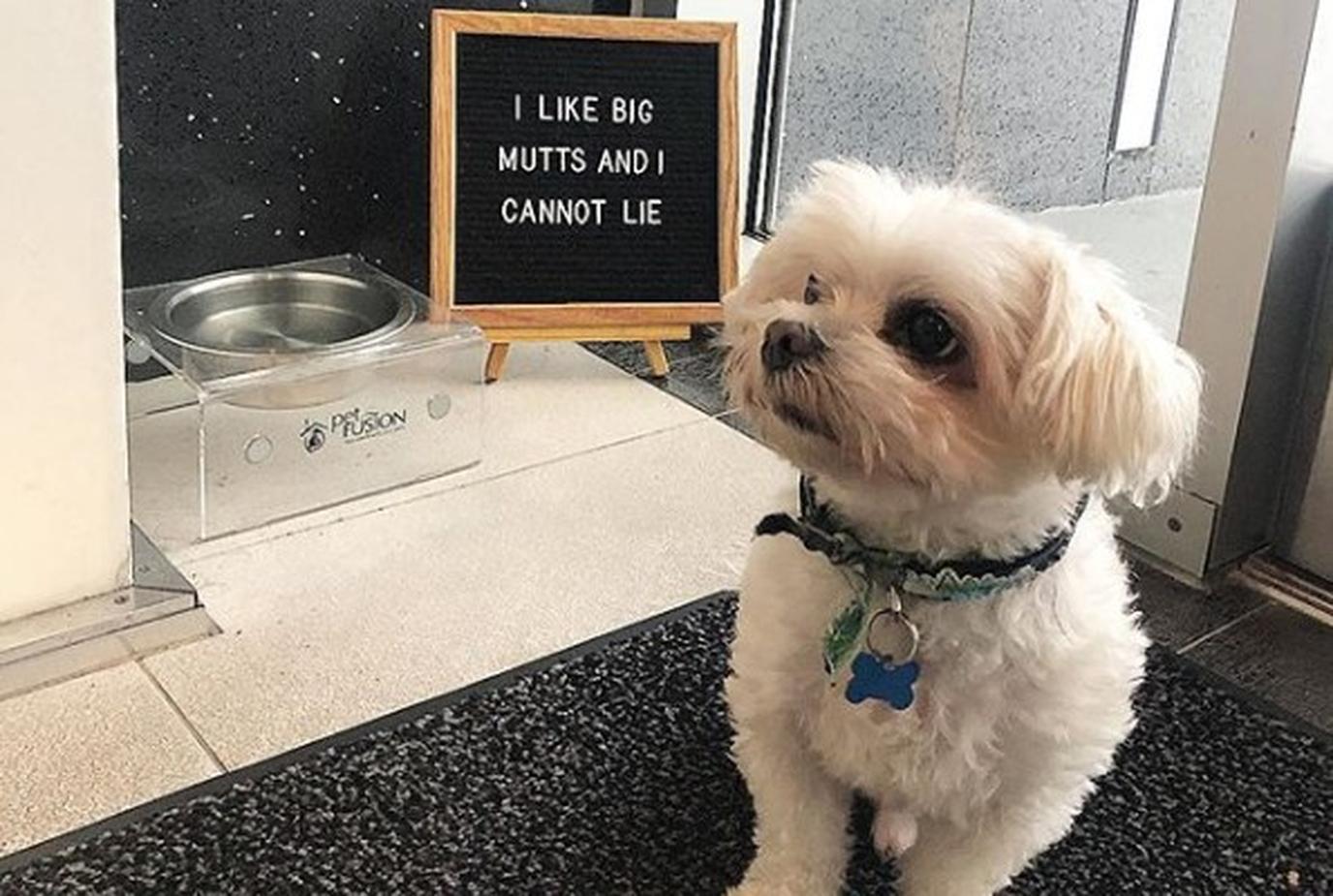 The Kimpton is among the most pet-friendly hotel chains around, and Coco only adds to its charm.