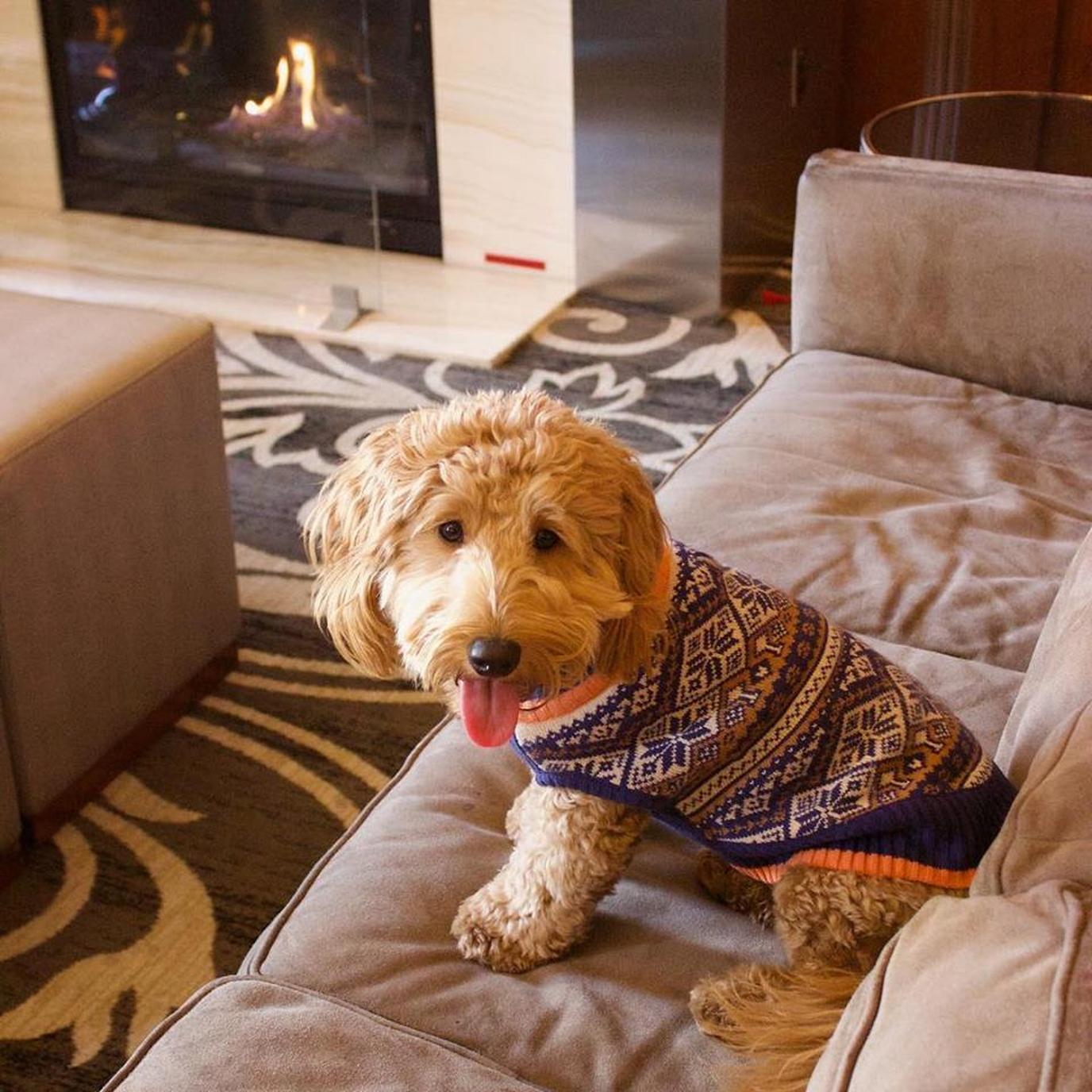 Millie is a highlight of the The dog-friendly Hilton Milwaukee City Center.