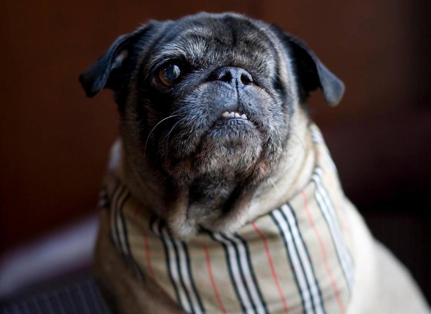 Stay at this pet-friendly Hyatt in Chicago and meet its lovable mascot, Parker.