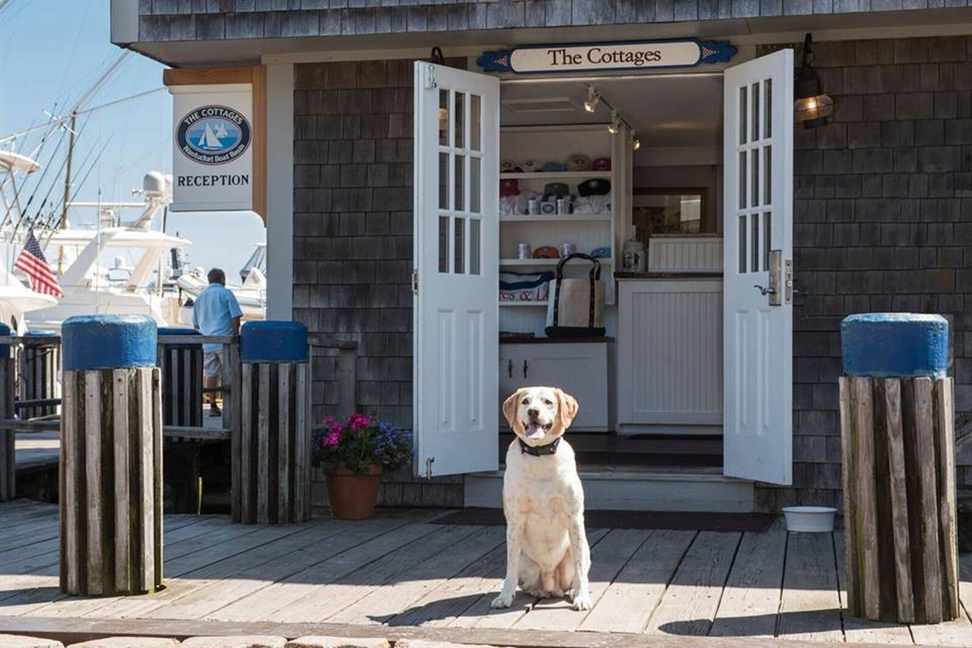 The Cottages at Nantucket Boat Basin offer pet-friendly rooms and complimentary tail wags.