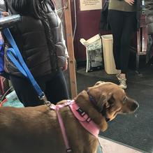 Archie's Iowa & Rockwell Tavern restaurant view 2