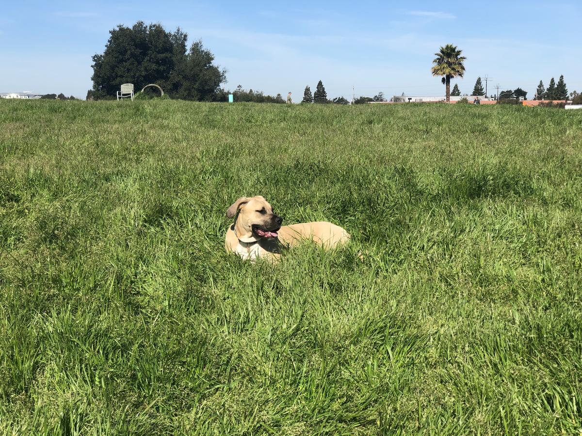 Rocky memorial dog park on sale