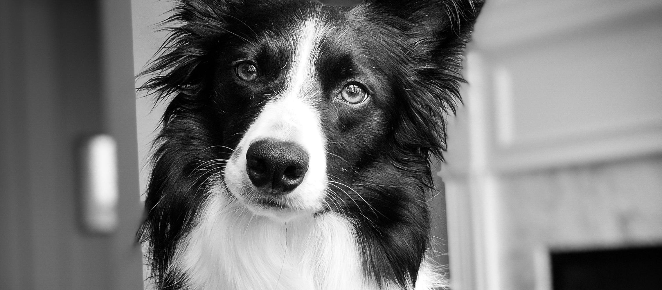 Dog Friendly Hermitage, TN