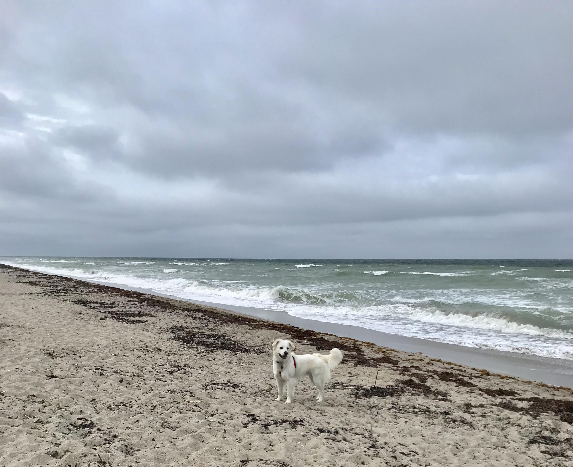 Walton Rocks Dog Beach