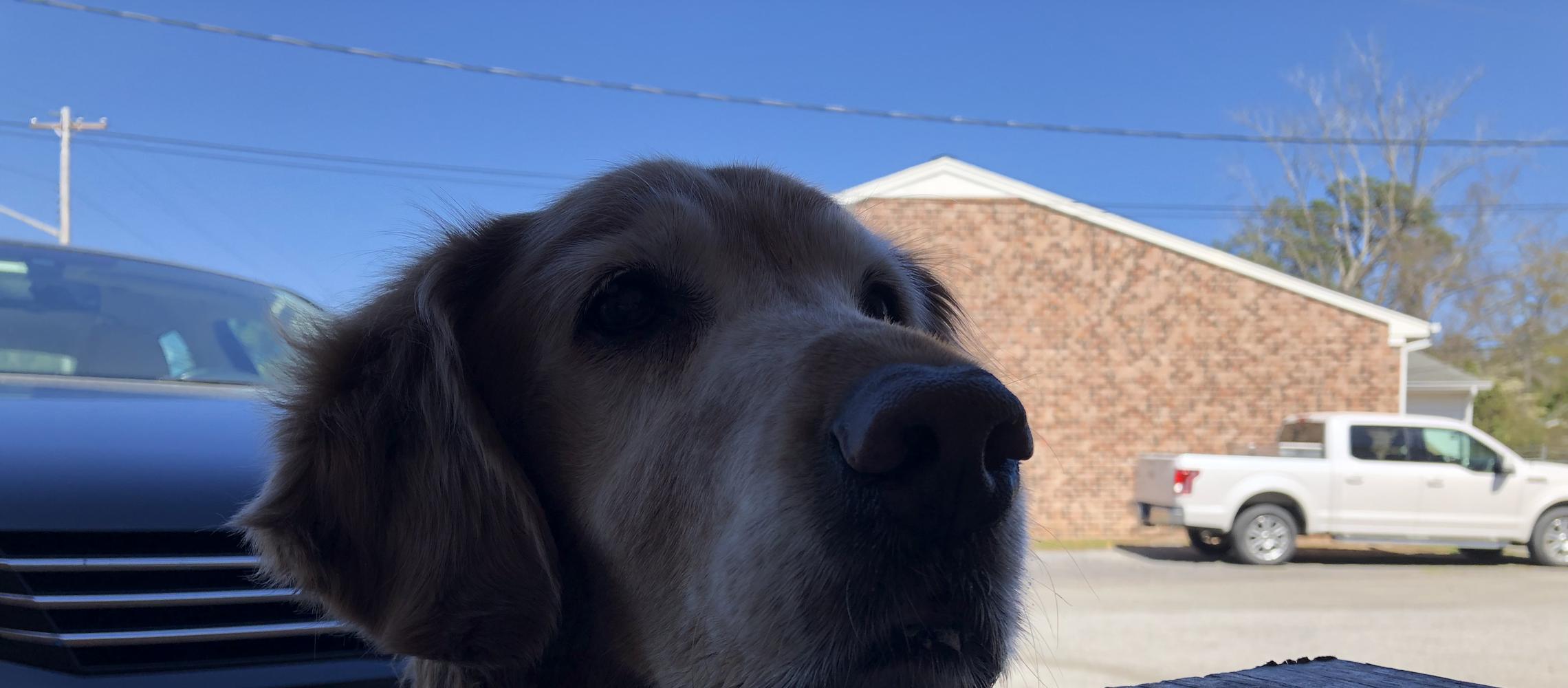 Dog Friendly Georgetown, SC