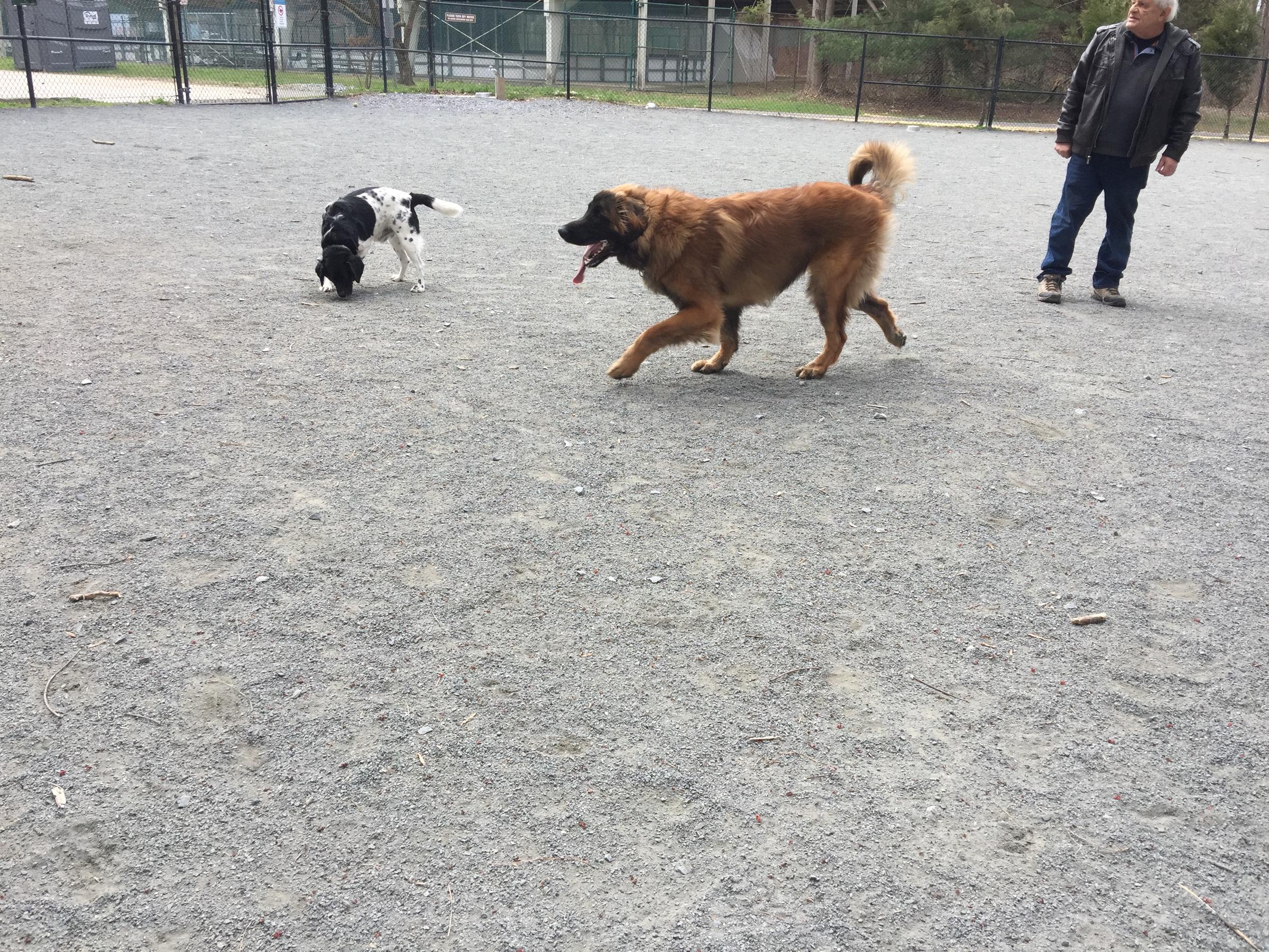 se permiten perros en el parque regional de wheaton