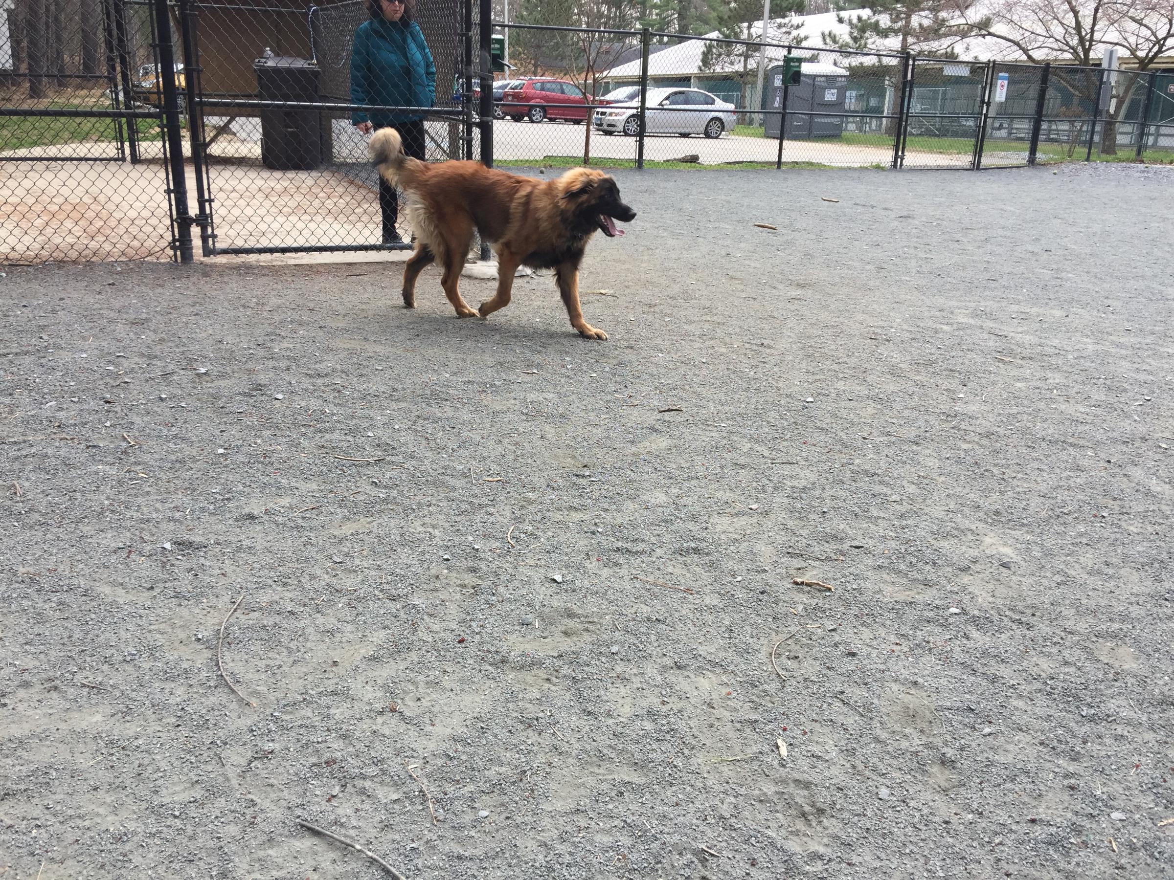 se permiten perros en el parque regional de wheaton