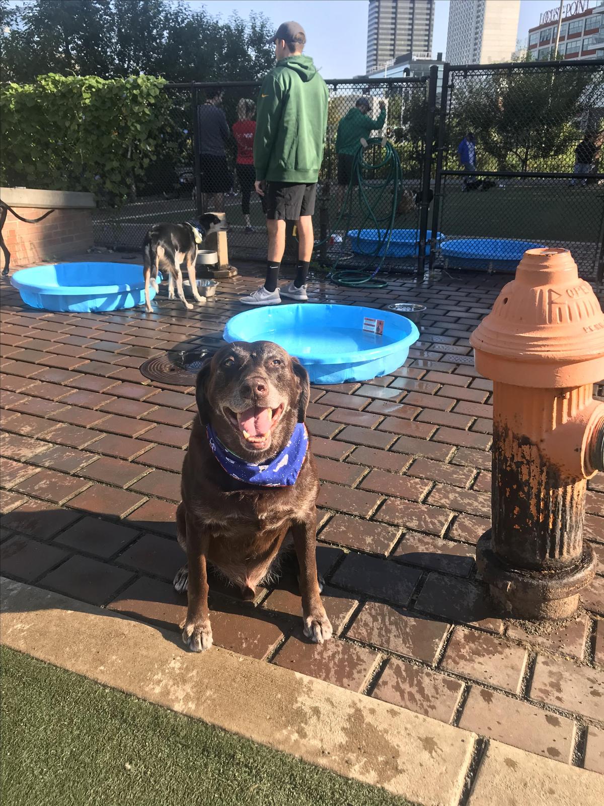 my go to doggie park in philly