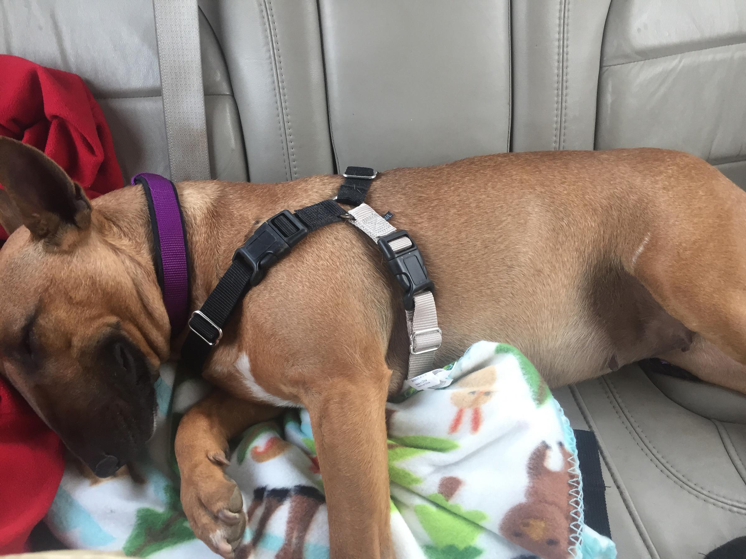 Dog Friendly Memphis Tn Bring Fido
