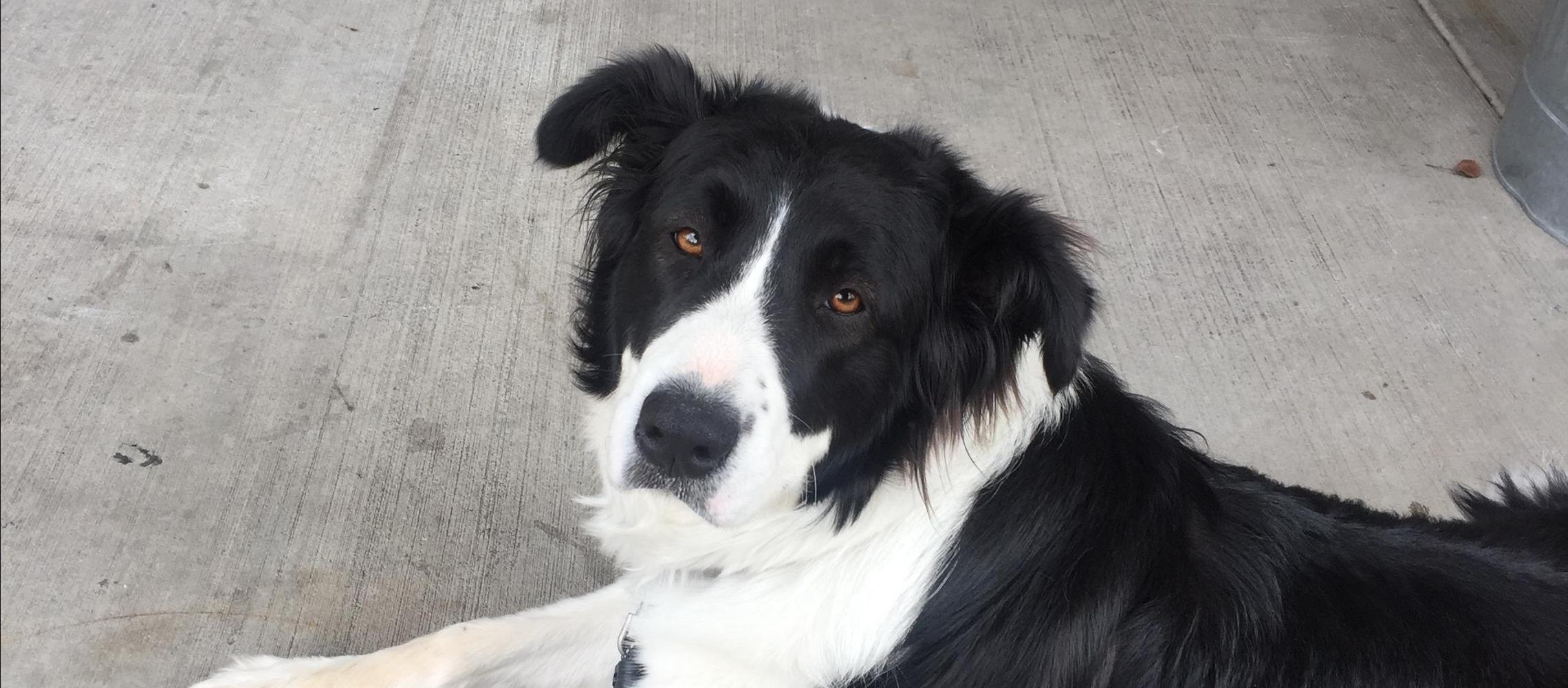 Dog Friendly Eagle, ID