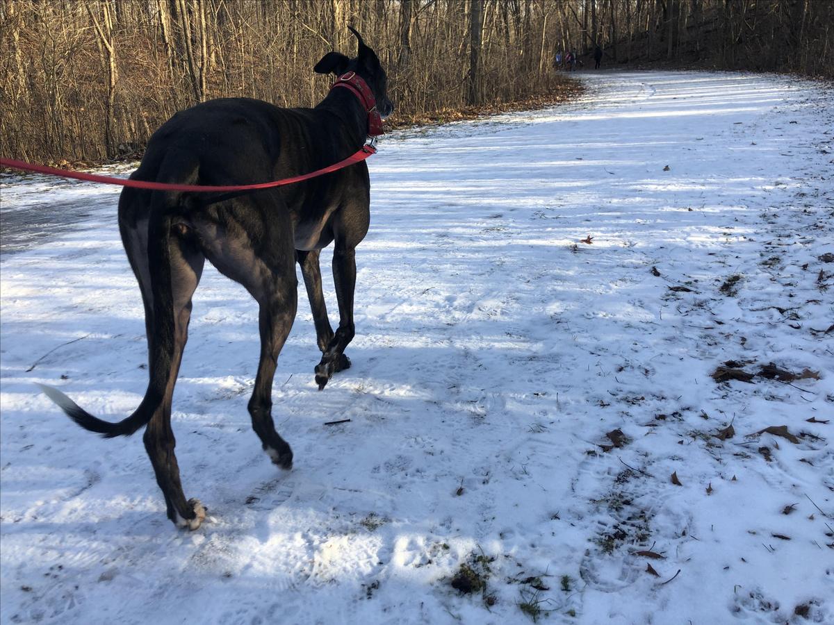 Dog Friendly Northville, MI BringFido