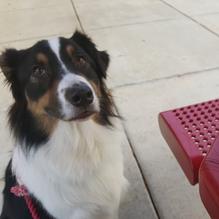 Bruster's Real Ice Cream restaurant view 1