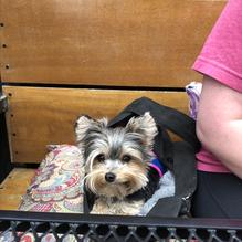 East Village Bohemian Pizzeria restaurant view 6