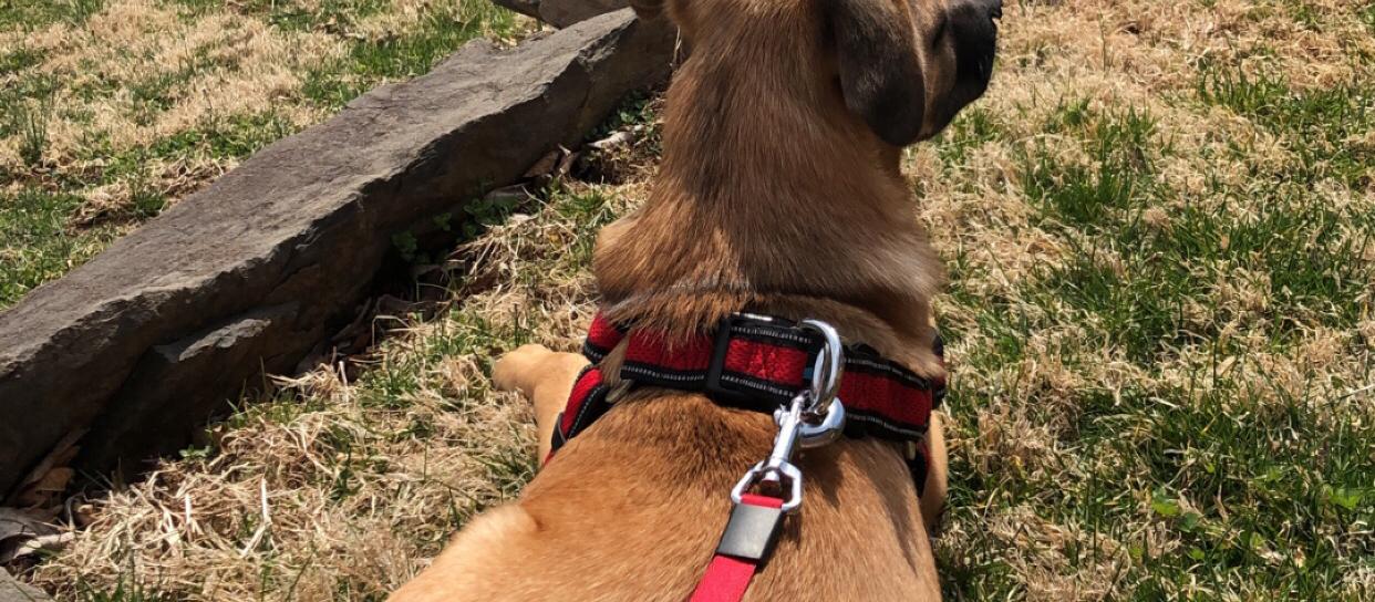 Dog Friendly Doylestown, PA