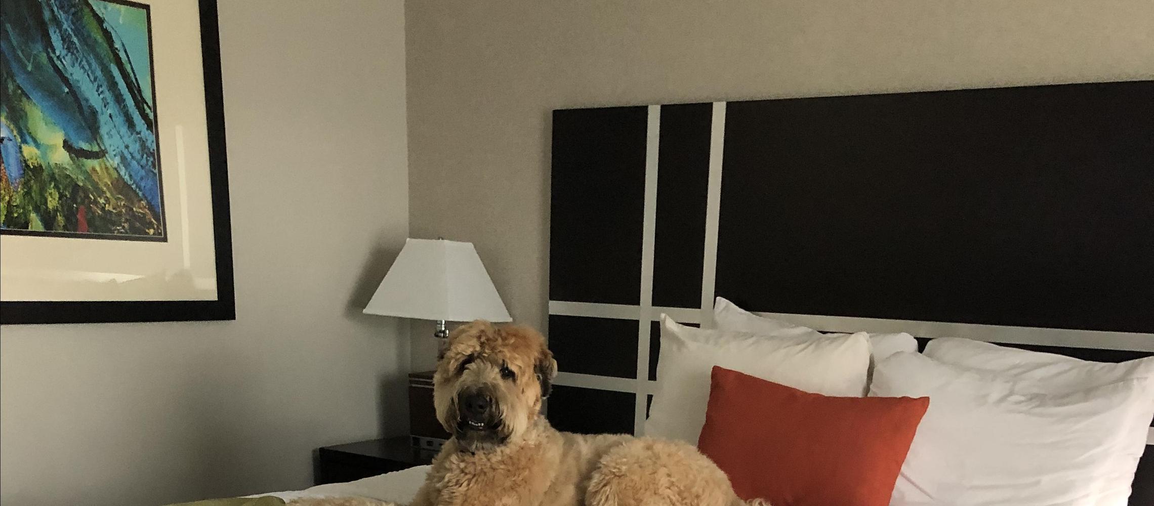 Dog Friendly Hardeeville, SC