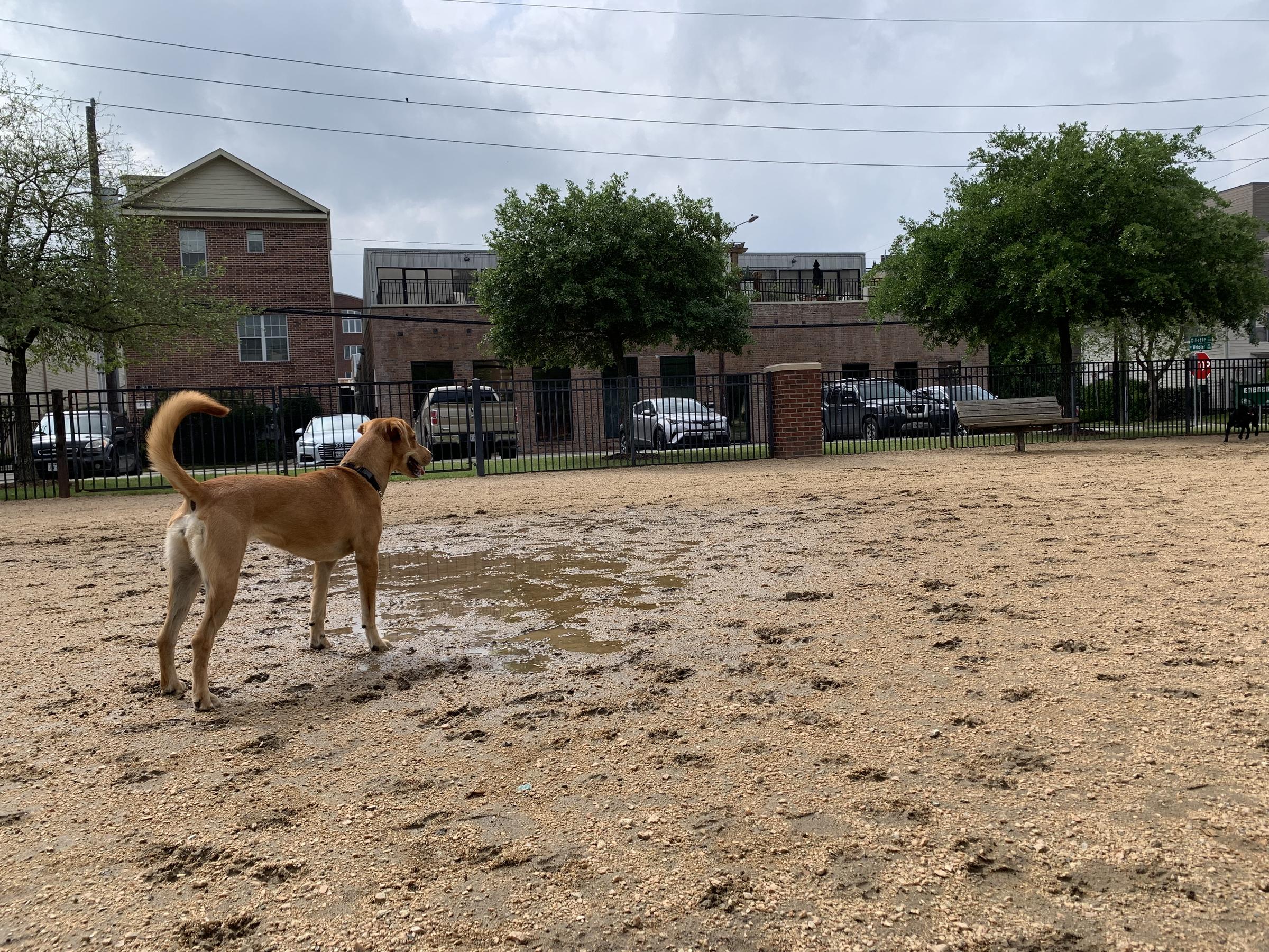 Dog Friendly Houston Tx Bring Fido