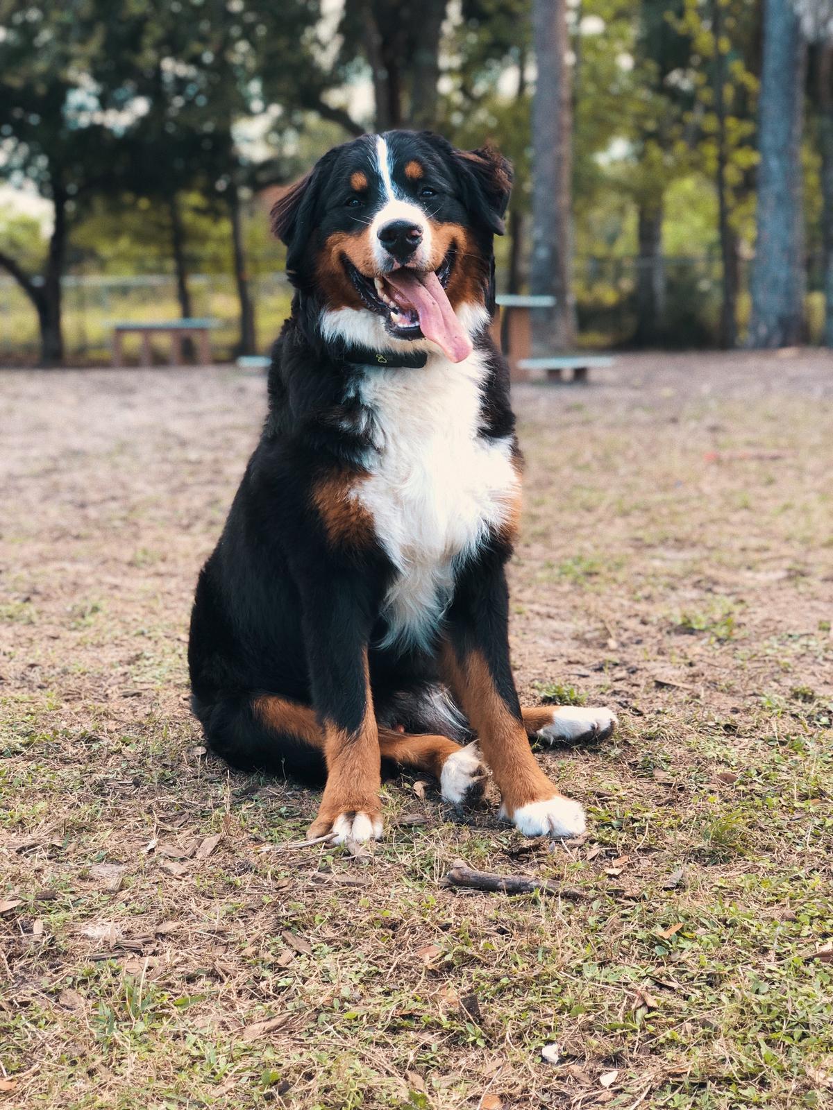 Loves The Dog Park