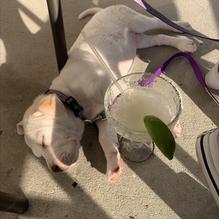 San Jose's Original Mexican Restaurant restaurant view 1