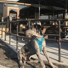 Mission BBQ restaurant view 1