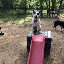 Dog House Drinkery & Dog Park restaurant view 3