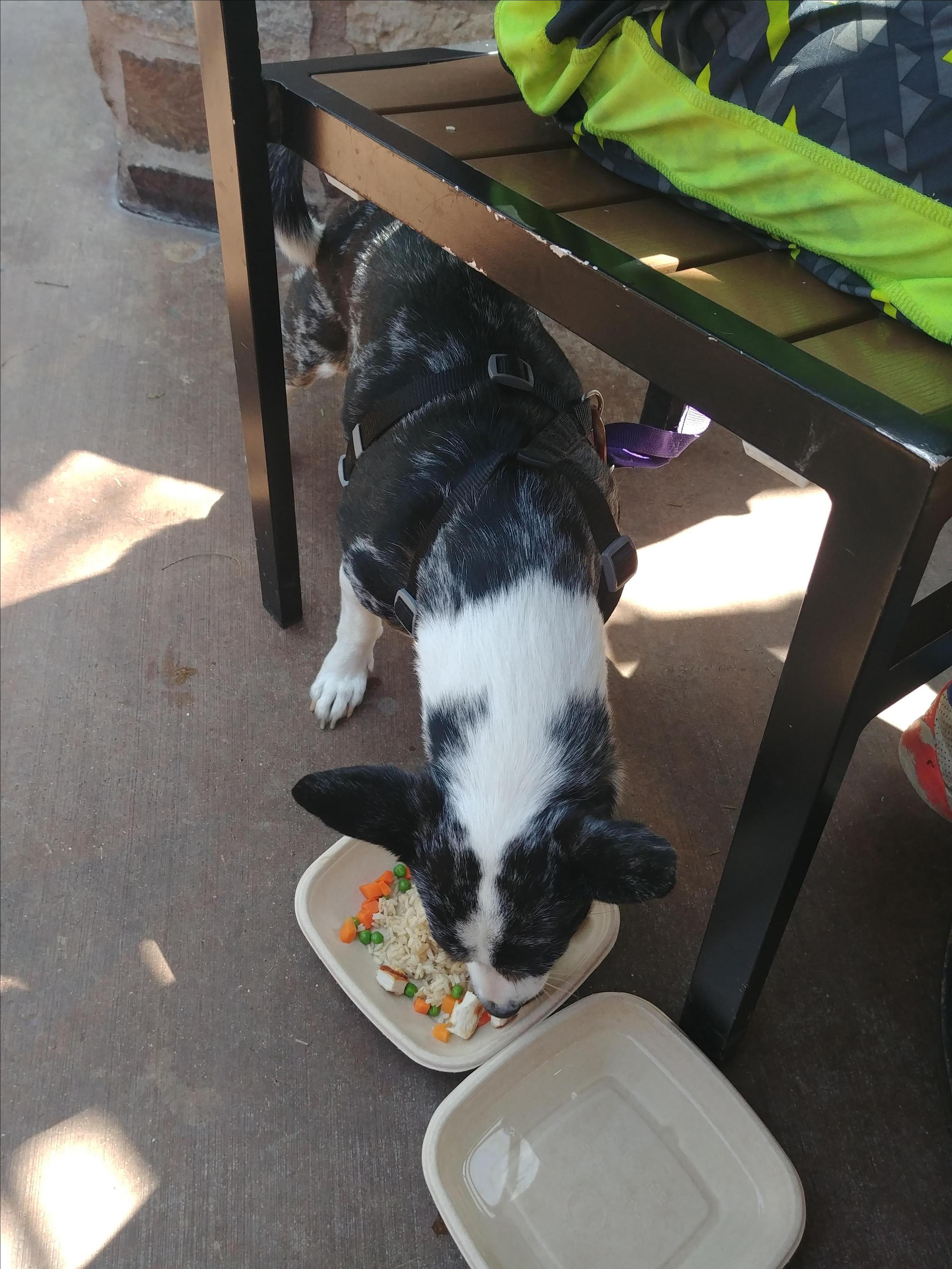 Lazy Dog Restaurant & Bar Is Pet Friendly