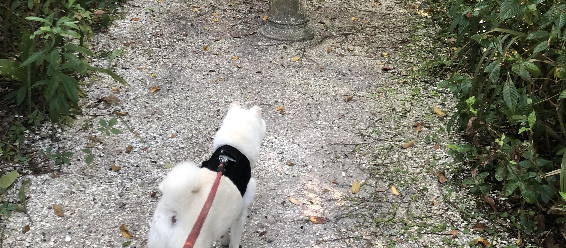 Dog Friendly Osprey, FL