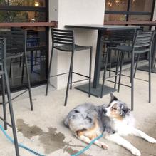 Steadfast Coffee restaurant view 1