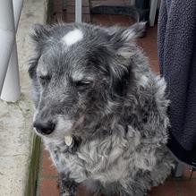 Newport Landing Restaurant restaurant view 1