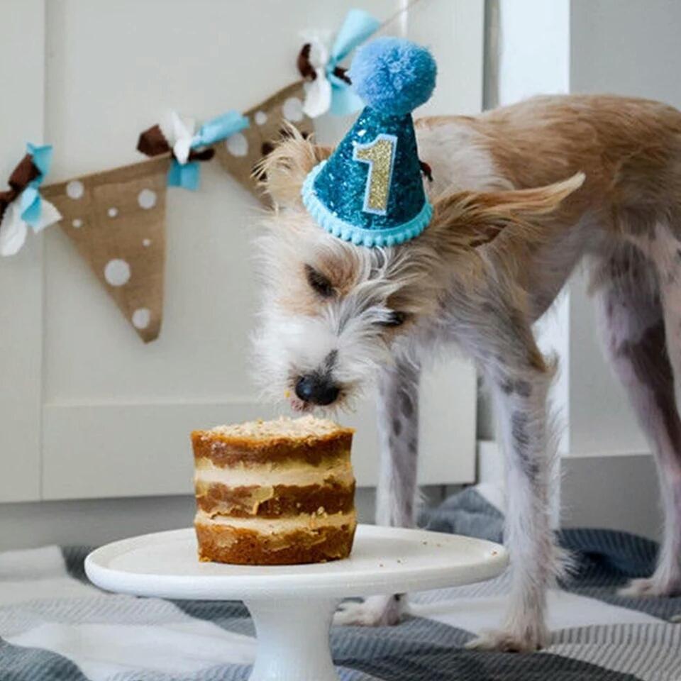 The barkery dog grooming cheap