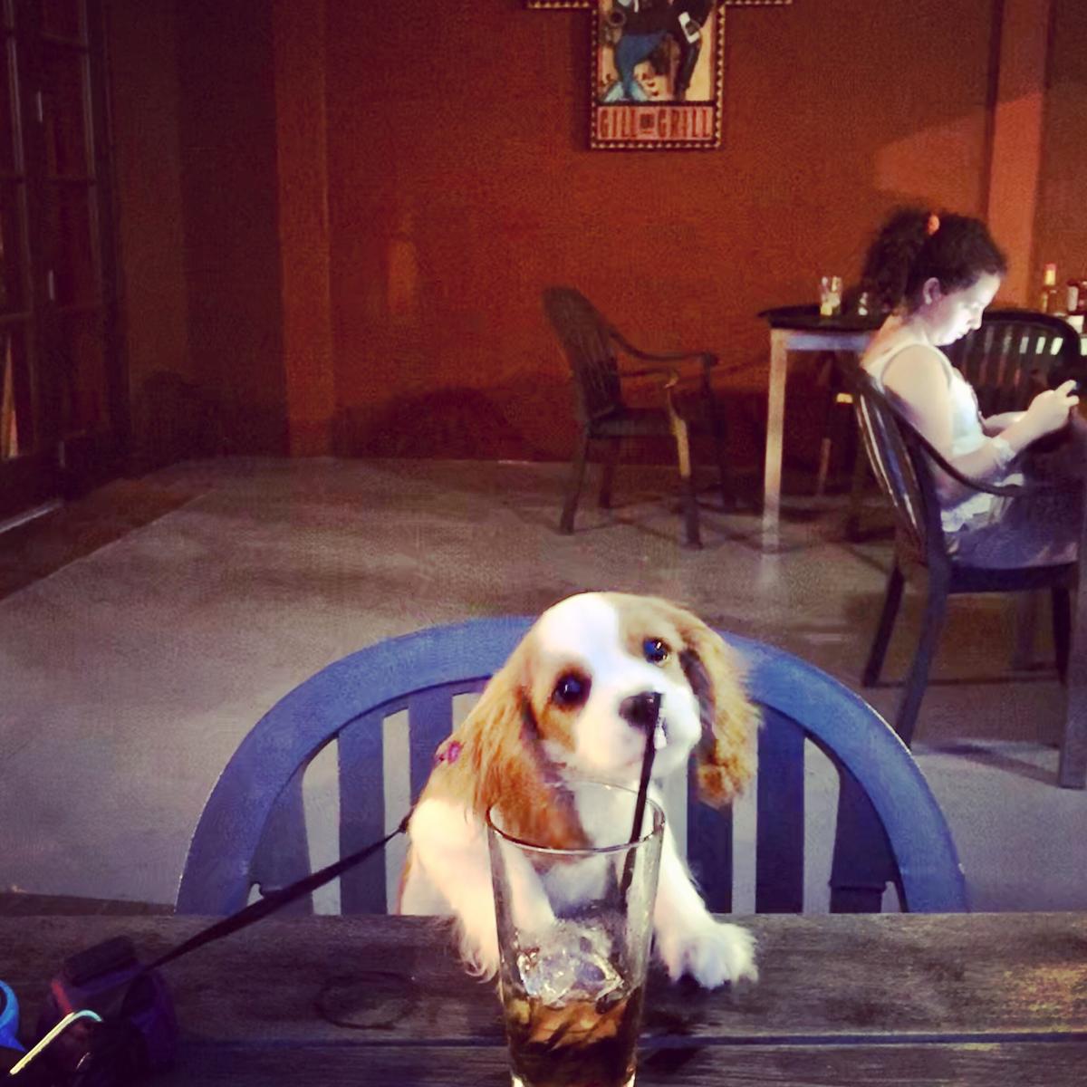 Oliver Loves The Chicken. :)