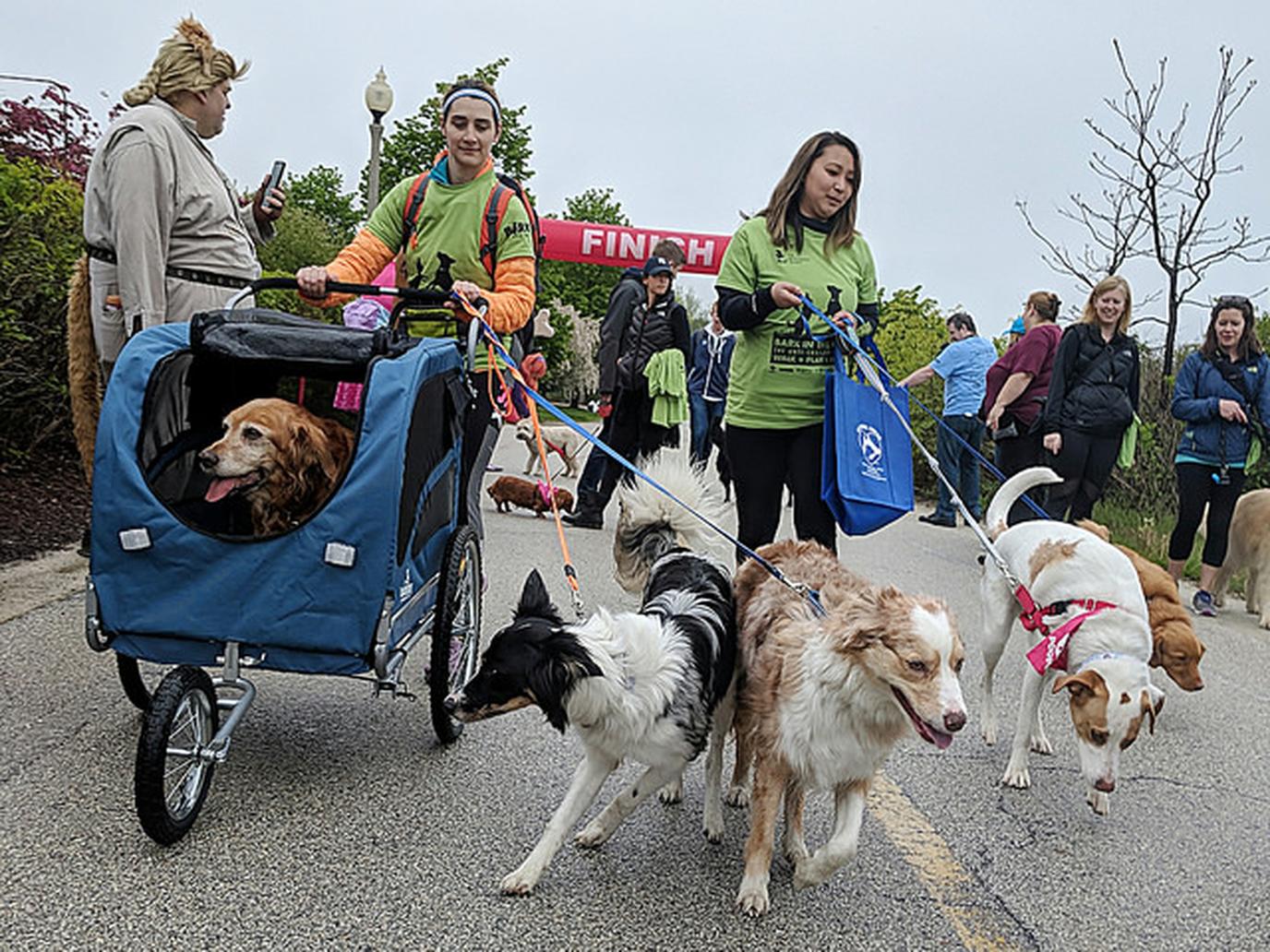 Bark in the Park at Soldier Field Stadium in Chicago Bark in the Park is a dog-friendly event that raises funds for Anti-Cruelty Society.