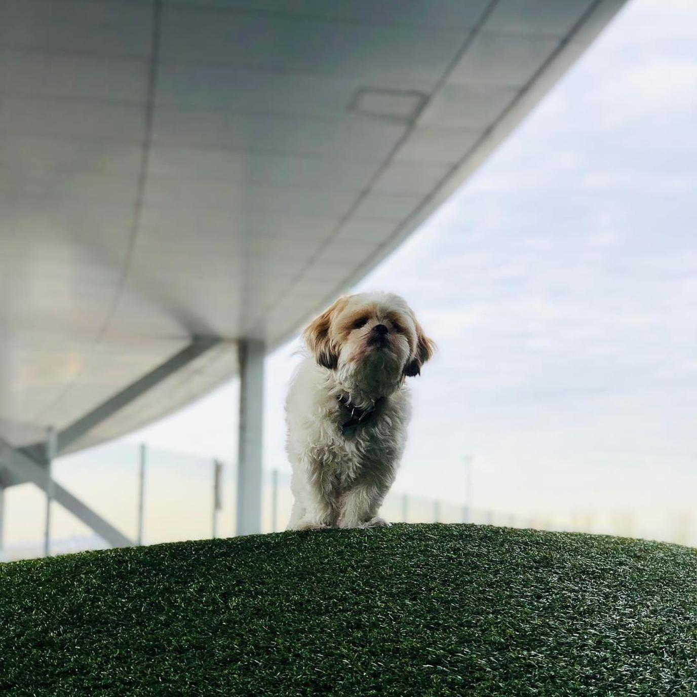 JFK’s Wooftop is popular with jet-setting pups. JFK’s Wooftop helps make it the most pet-friendly airport in the country.