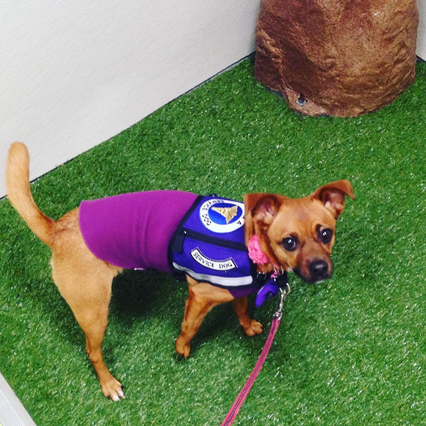 Denver International Airport is dog friendly! Denver International Airport is dog friendly!