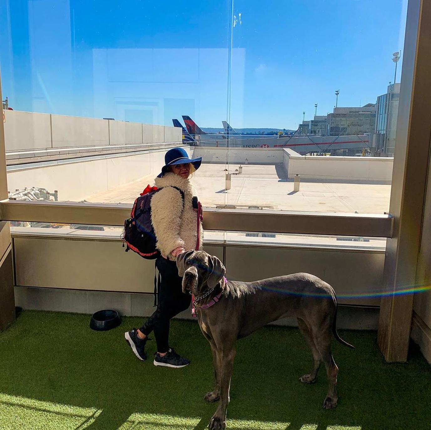 Dogs can use convenient indoor pet relief areas at LAX. Dogs can use indoor pet relief areas at LAX, a pet-friendly airport.