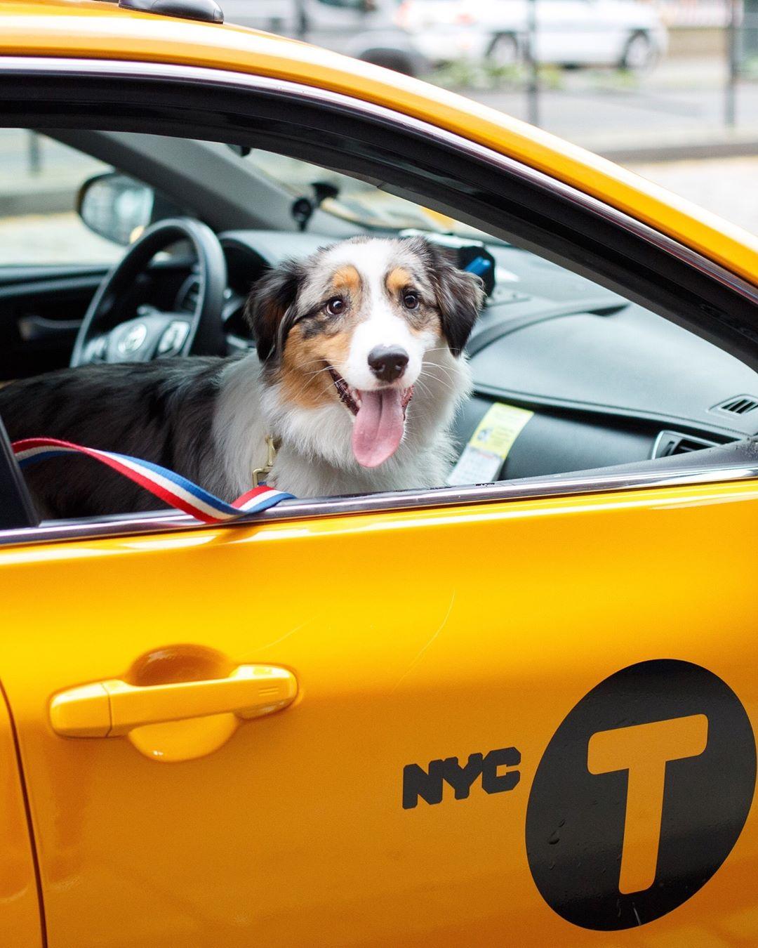 Are Dogs Allowed in Uber or Lyft Rideshares?