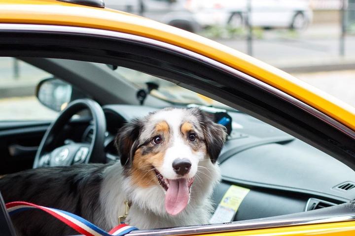 Pet taxis and pet-friendly taxis help Fido get around town.