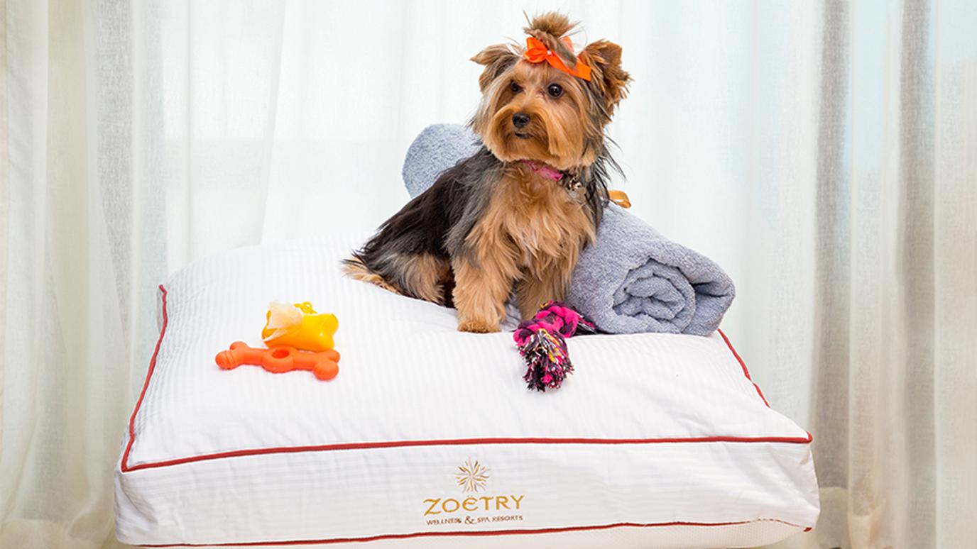 Small dogs are welcome at Zoetry Wellness & Spa Resorts Zoetry Montego Bay is the only dog-friendly all-inclusive resort in Jamaica.
