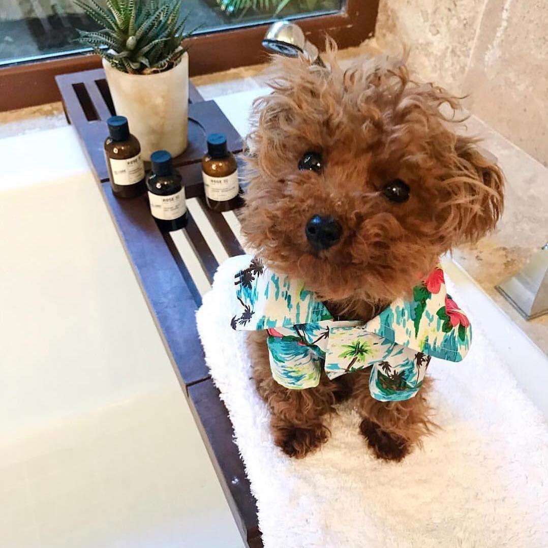 5 PetFriendly AllInclusive Resorts and Hotels