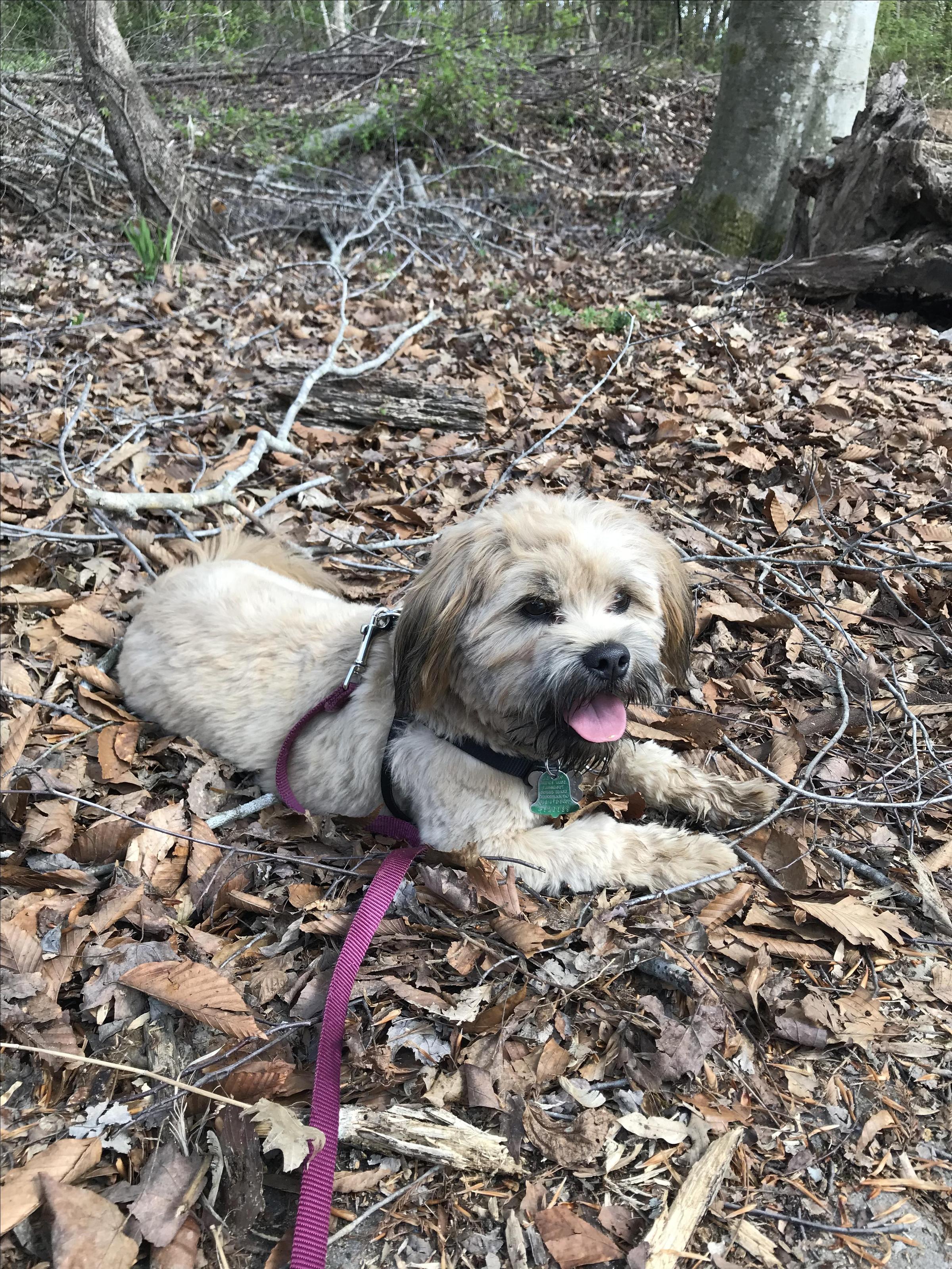 Dog Friendly Knoxville Tn Bring Fido