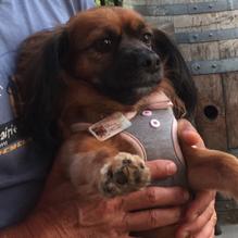 Folsom Taphouse restaurant view 1