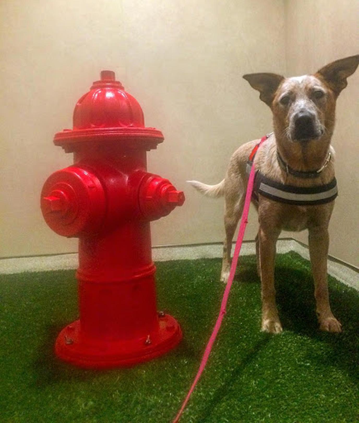 This pet-friendly airport has a pet-relief area with a fake fire hydrant! MSP is a pet-friendly airport has a pet-relief area with a fake fire hydrant!