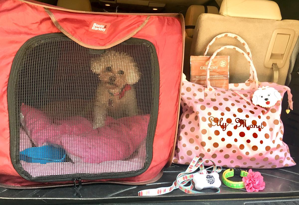 A Spring Training Road Trip With Fido - BringFido