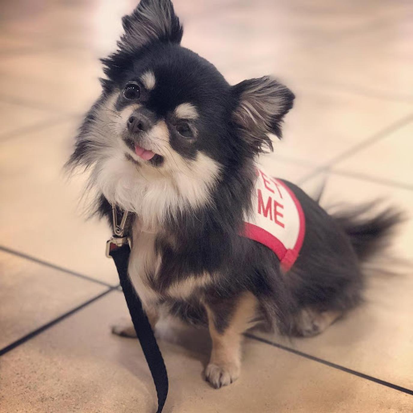 Reno-Tahoe International Airport has therapy dogs to help calm your nerves. Reno-Tahoe International Airport has therapy dogs to help calm your nerves.