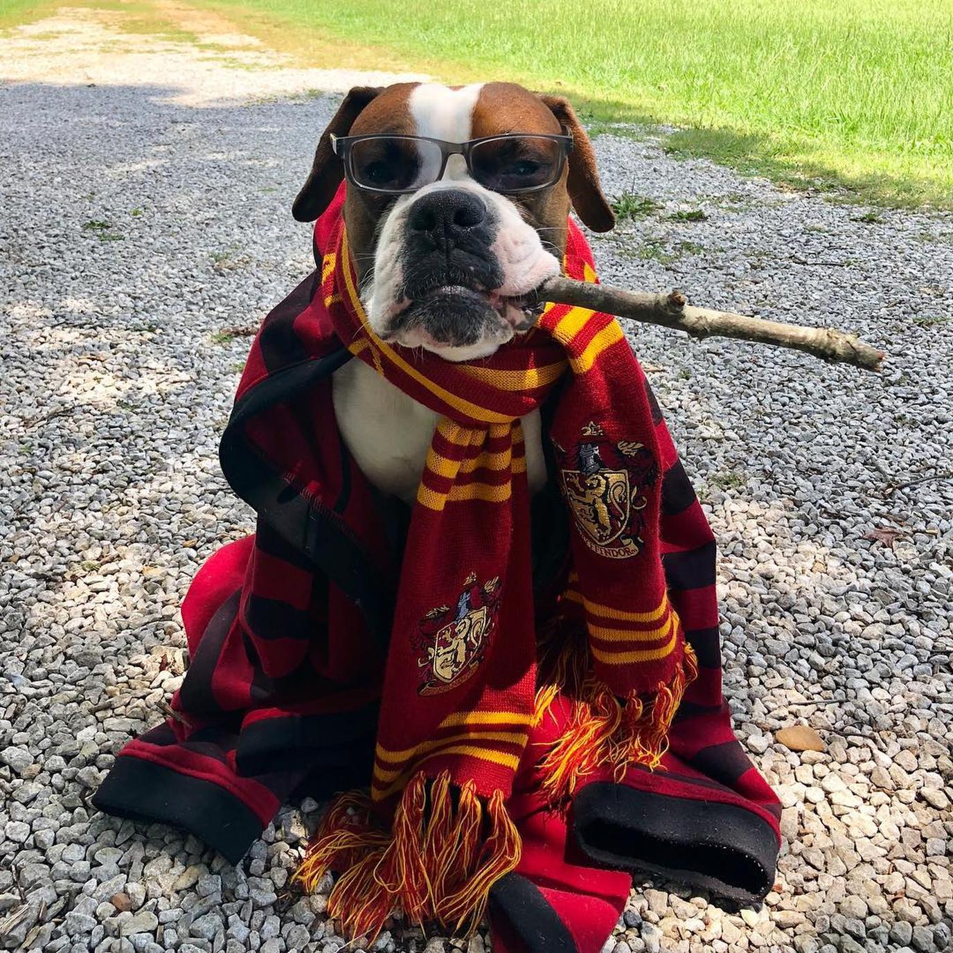 Welcome to Pawgwarts is a dog event for Fido's inner wizard.