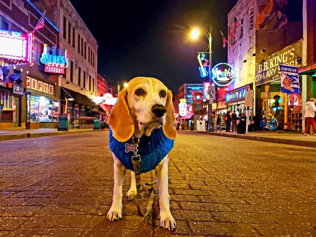 Dogs will have fun on this walking tour of Beale Street.
