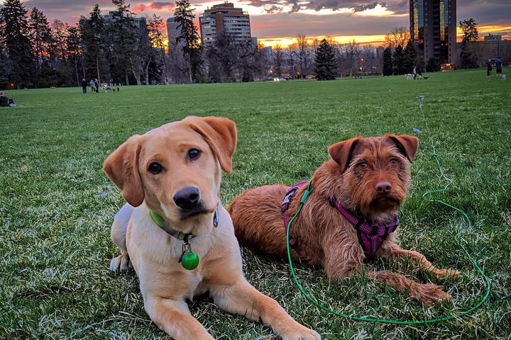 A Weekend in Dog-Friendly Denver