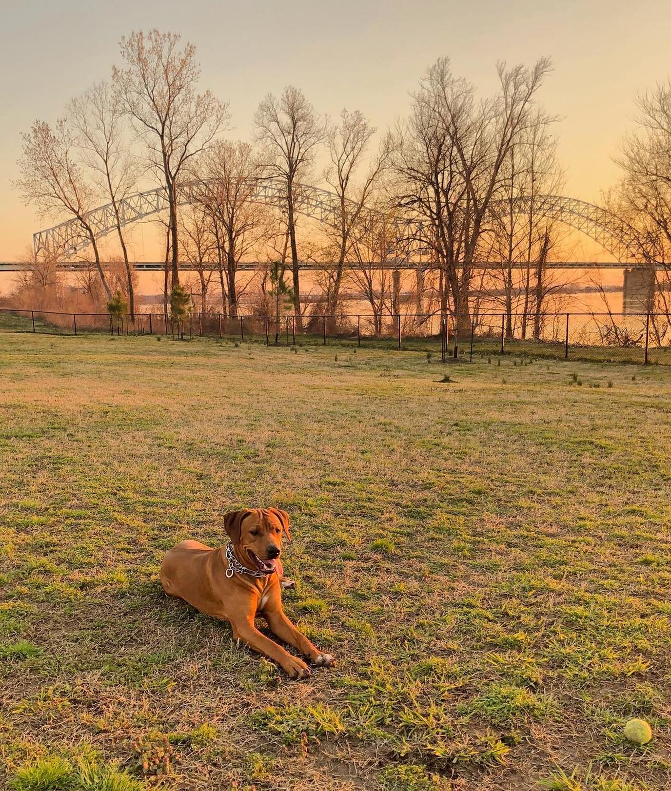 Enjoy the morning view from Mud Island Dog Park. Don't a miss Mud Island Dog Park on your visit to dog-friendly Memphis.