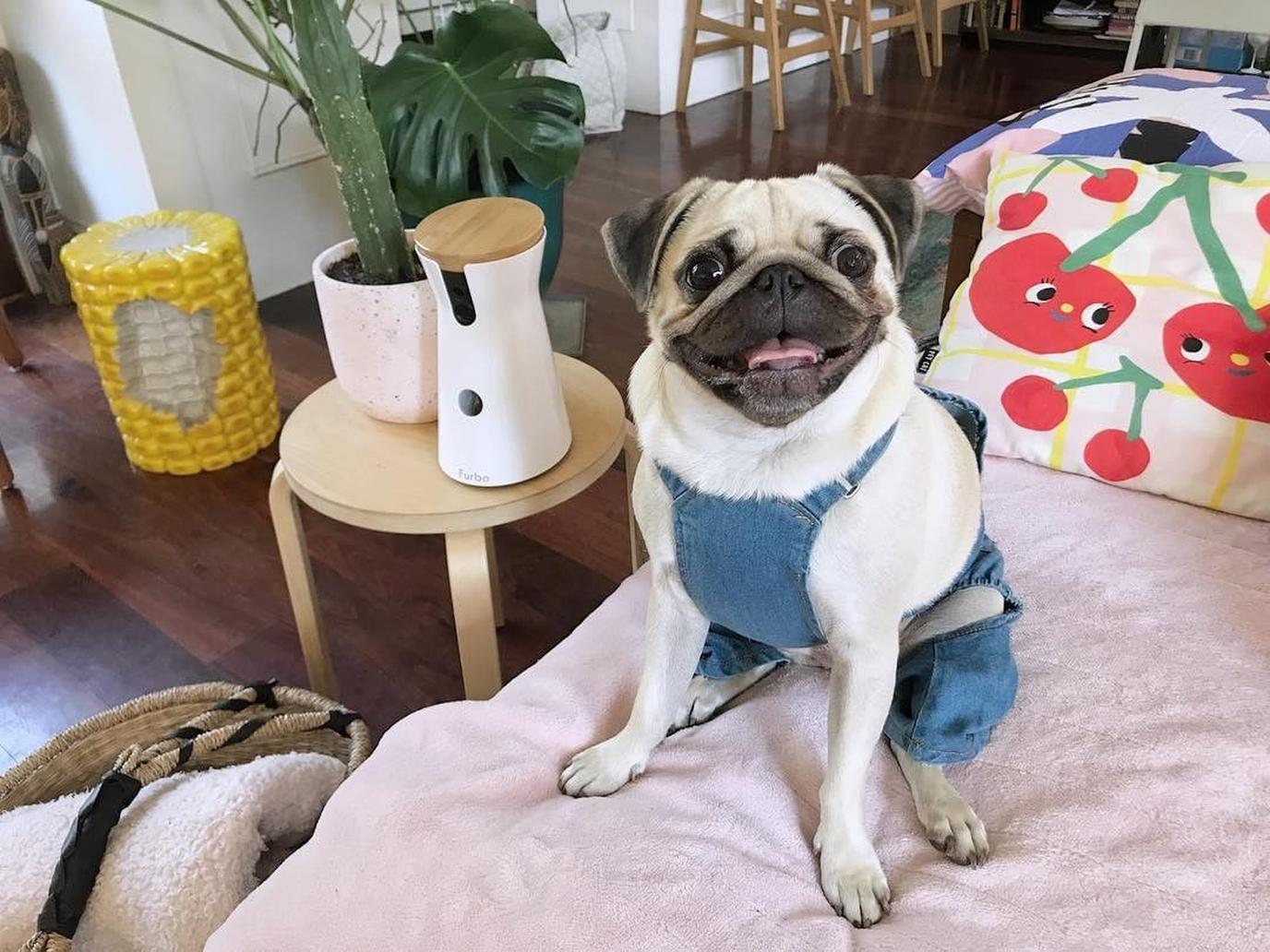 A special camera for a special dog mom. This smart dog camera will let dog moms interact with their pups when they're not together.