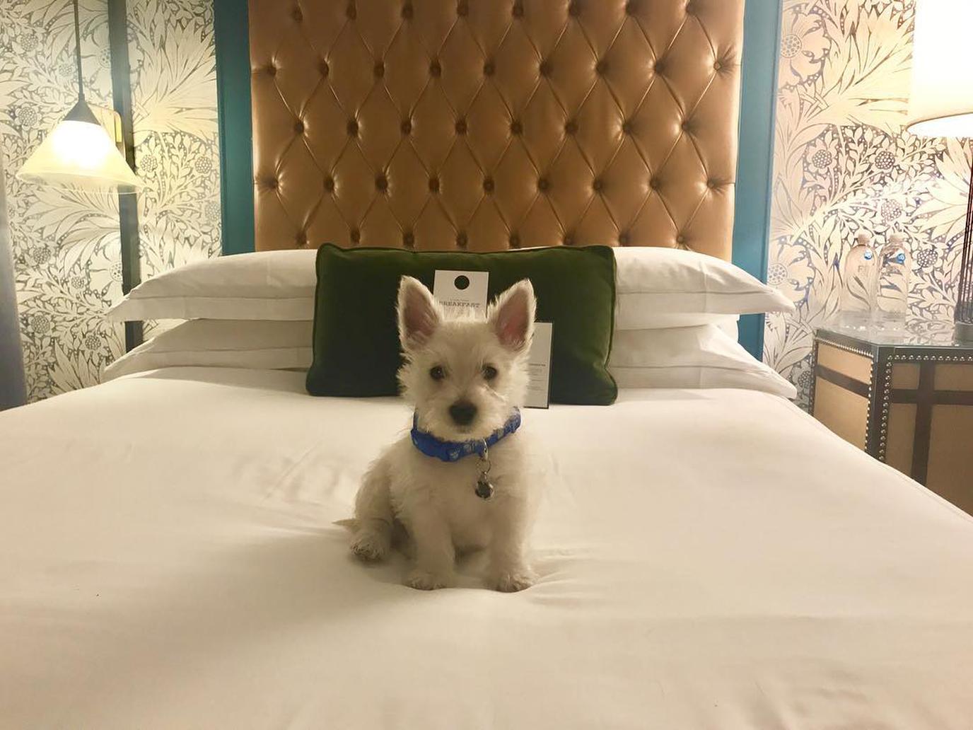 The Kimpton Hotel Monaco is a much-loved dog-friendly hotel in Denver. The Kimpton Hotel Monaco is a much-loved dog-friendly hotel in Denver.